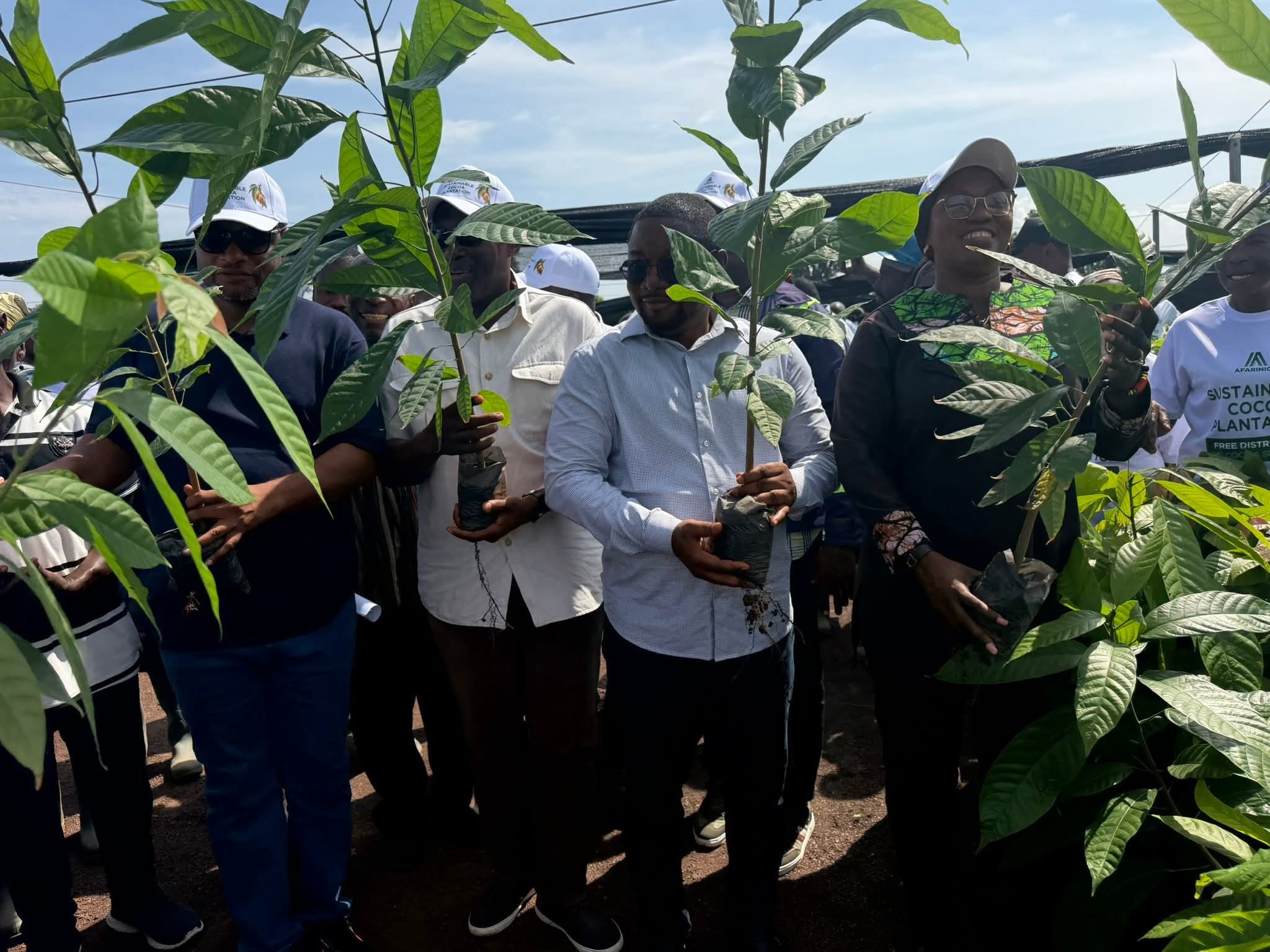 Kpando set for cocoa boom as Afarinick plants 500 acres, creates 800 jobs with 400,000 seedlings for farmers
