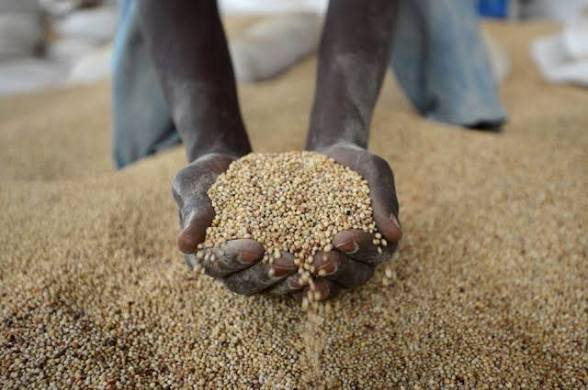 Over 1 Million Tonnes of Grains Unsold as Farmers Face Crisis