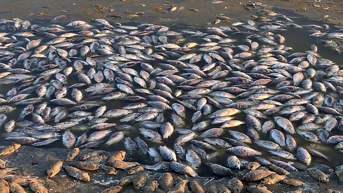 Mass Fish Mortality Hits Tema Shipyard, Authorities Issue Public Warning