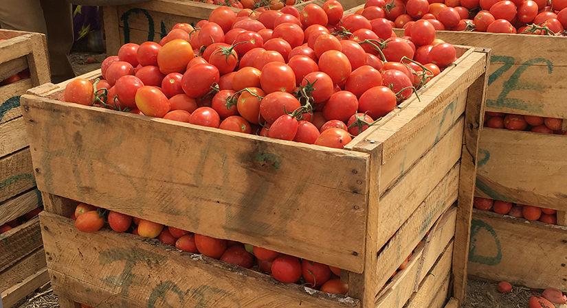 Ghana boosts tomato output with 250 boreholes
