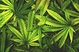 Cannabis Can Boost Ghana’s Export Earnings and Industrial Growth – Mark Darko